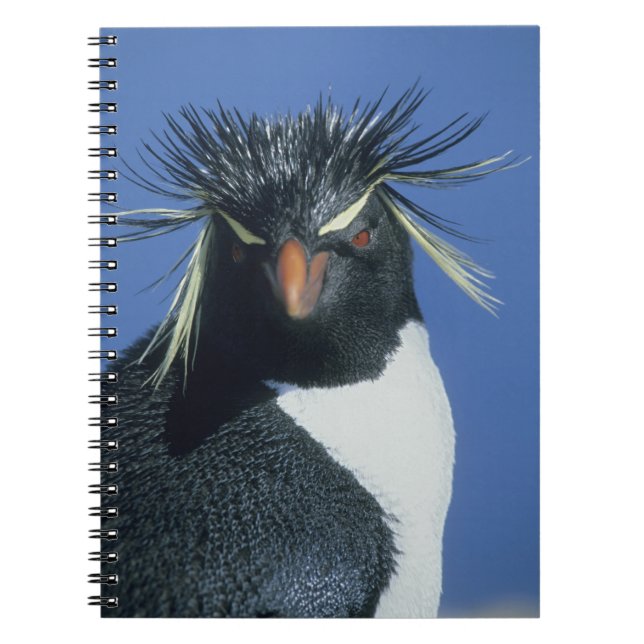Carnet Pingouin de Rockhopper (Eudyptes chrysocome) (Devant)