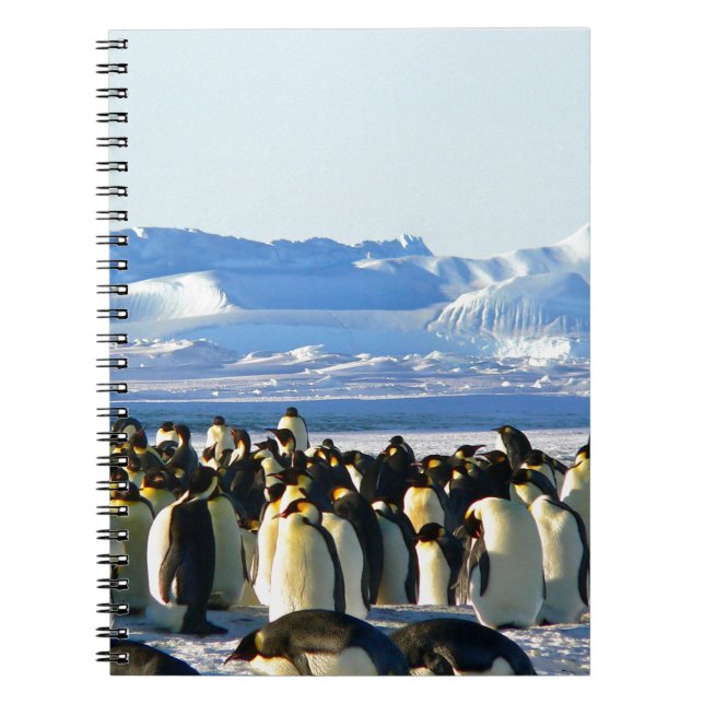 Carnet Pingouins empereurs (Devant)
