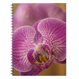 Carnet Pink Orchid Flower