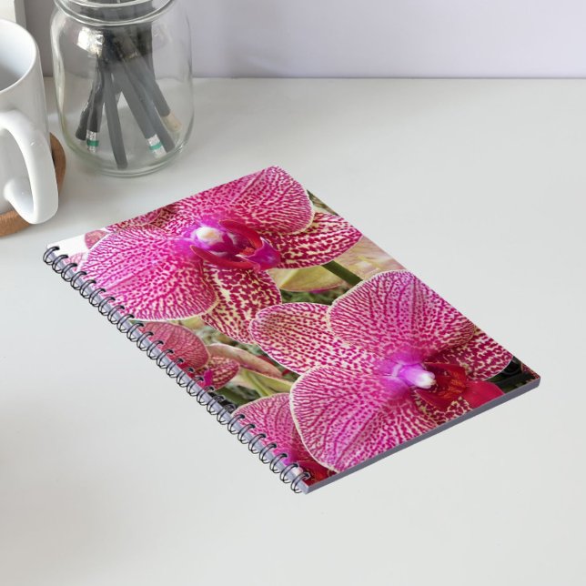 Carnet Pink Speckled Phalaenopsis Orchids Floral (In Situ)