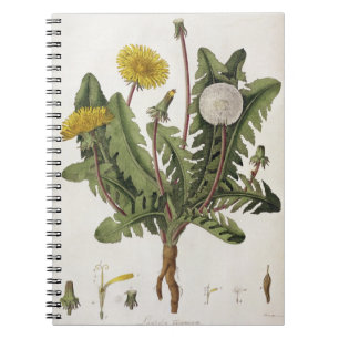 Carnet Pissenlit (gravure de couleur)
