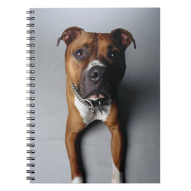 Carnet Pitbull Terrier se couchant (Devant)