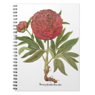 Carnet Pivoines Vintage, Fleurs de Pivoine par Basilius B