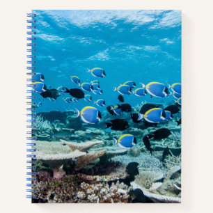 Carnet Plages tropicales   Esturgeon Parmi le corail