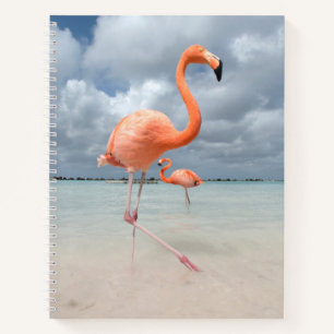 Carnet Plages tropicales Flamants roses Beach, Aruba