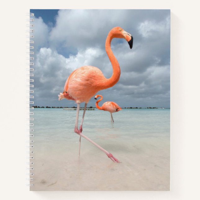 Carnet Plages tropicales | Flamants roses Beach, Aruba (Devant)