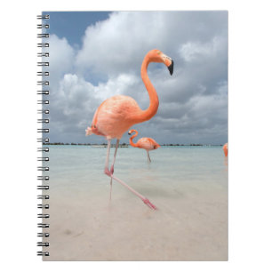 Carnet Plages tropicales Flamants roses Beach, Aruba