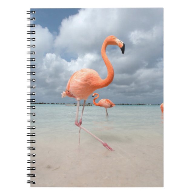 Carnet Plages tropicales | Flamants roses Beach, Aruba (Devant)