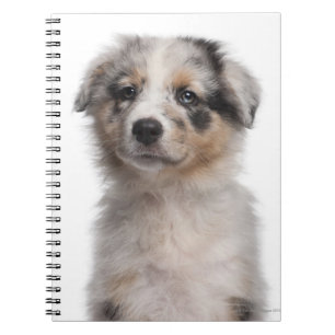 Carnet Plan rapproché australien bleu de chiot de berger