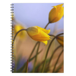 Carnet Plan rapproché des jonquilles