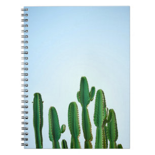 Carnet Plante cactus vert en arrière - plan blanc