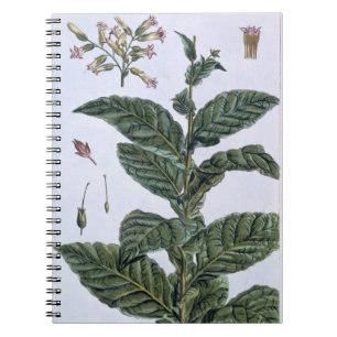 Carnet Plante de tabac, plat 7, de 'collection Precieuse