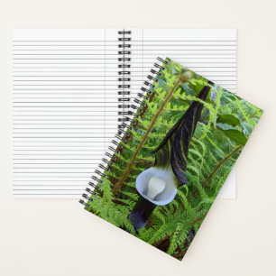 Carnet Plante forestière Jack-in-the-Pulpit