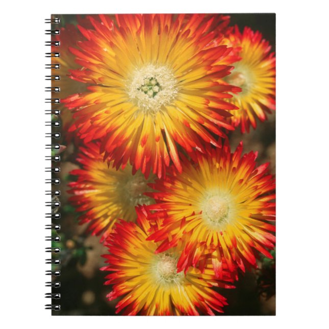 Carnet Plantes à glace (Lampranthus Aureus) en fleurs (Devant)