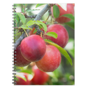 Carnet Plum cerise sur branche