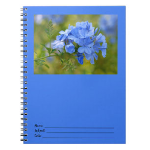 Carnet Plumbago - l'été bleu fleurit l'image