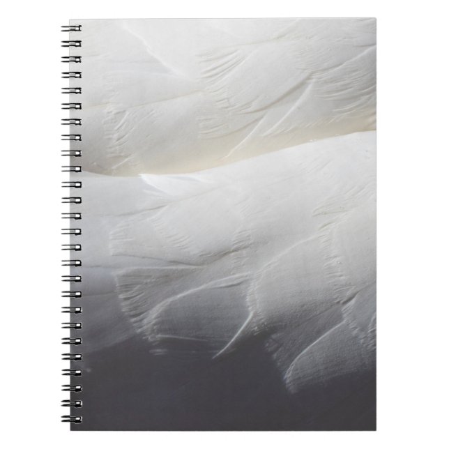 Carnet Plumes plumage de cygne blanc (Devant)
