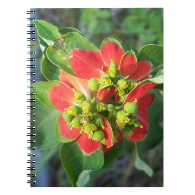 Carnet Poinsettia sauvage (Devant)