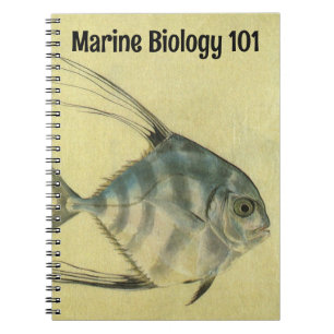 Carnet Poisson Alectis indicus, Carangue à trois épines v