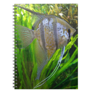 Carnet Poisson Angel