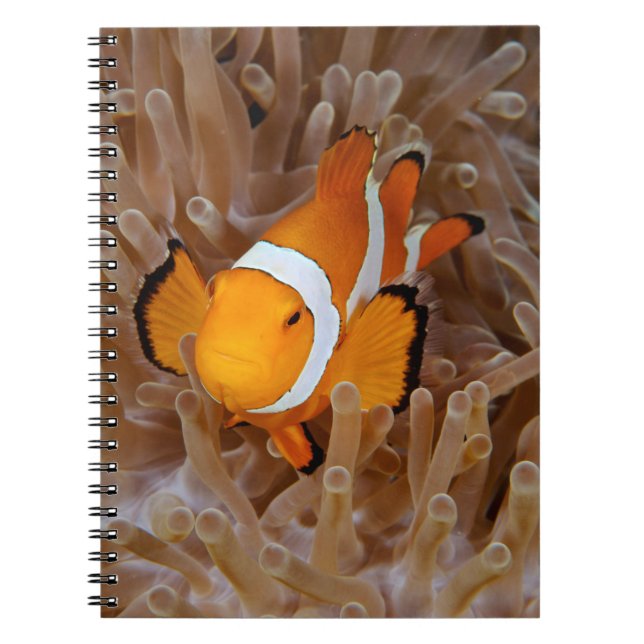 Carnet Poisson clown - Molokai, North Shore Cliff (Devant)