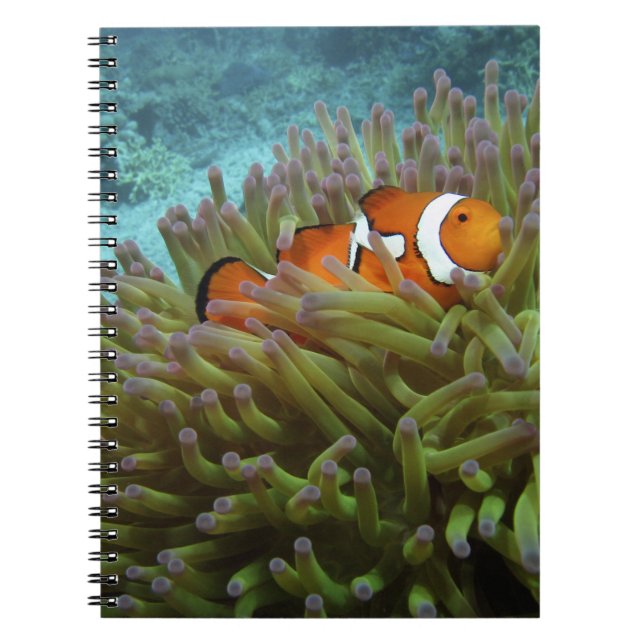 Carnet Poisson-clown occidental ( Amphiprion ocellaris ) (Devant)
