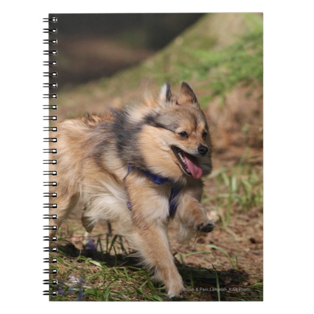 Carnet Pomeranian fonctionnant avec le harnais dessus (Devant)