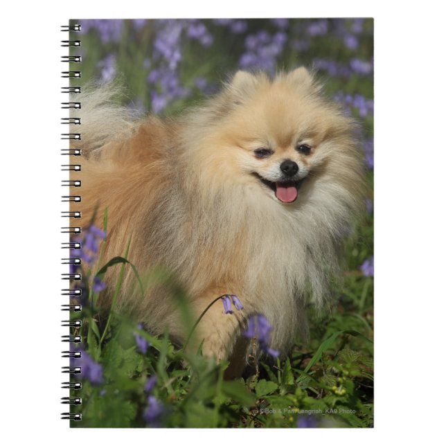 Carnet Pomeranian regardant l'appareil-photo dans les (Devant)