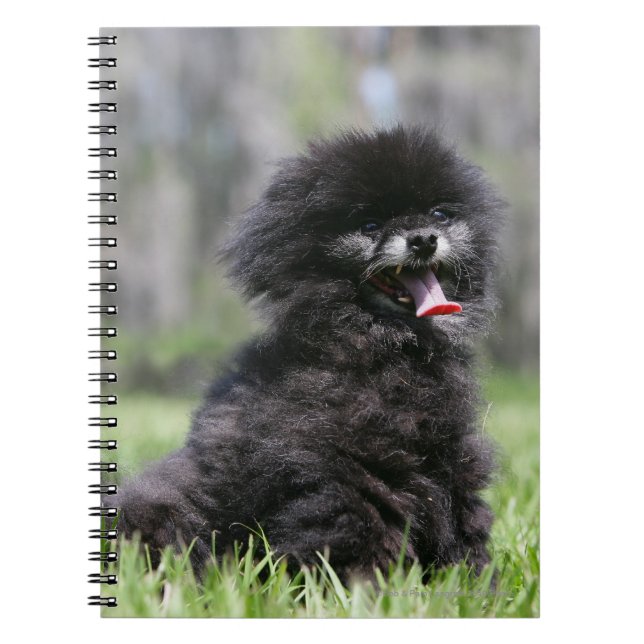 Carnet Pomeranian supérieur noir (Devant)