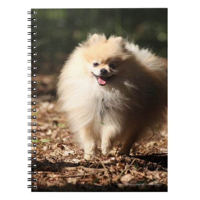 Carnet Pomeranian trottant dans le feuille tombé (Devant)