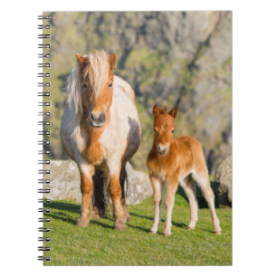 Carnet Poney Shetland dans un pâturage près de hautes fal