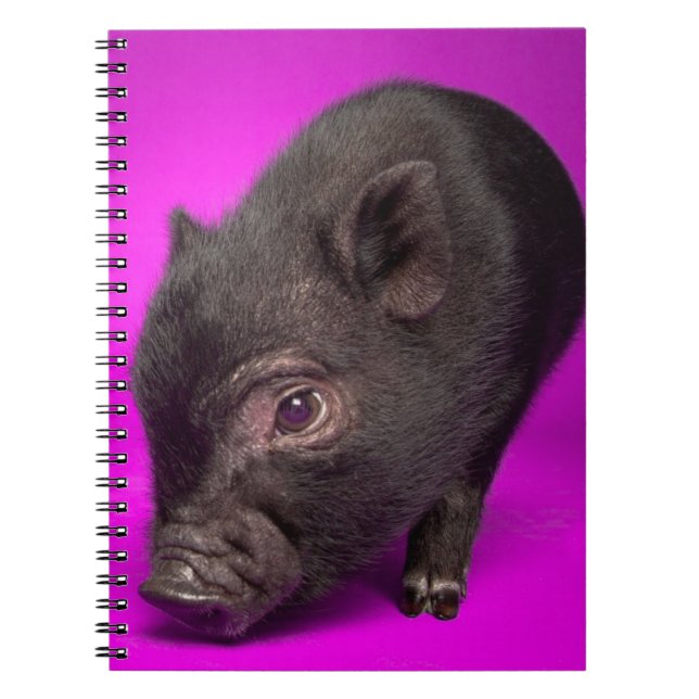 Carnet Porc noir de bébé (Devant)