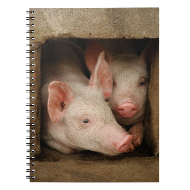 Carnet Porcelets curieux (Devant)