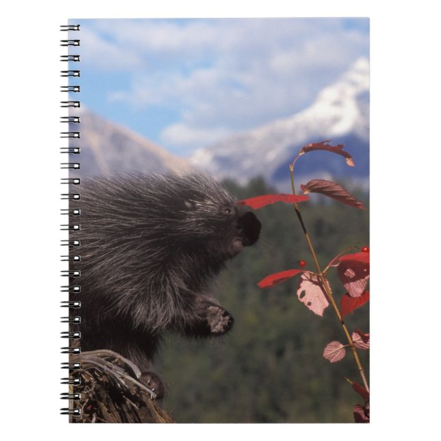 Carnet Porcupine commun qui se nourrit de la canneberge à (Devant)