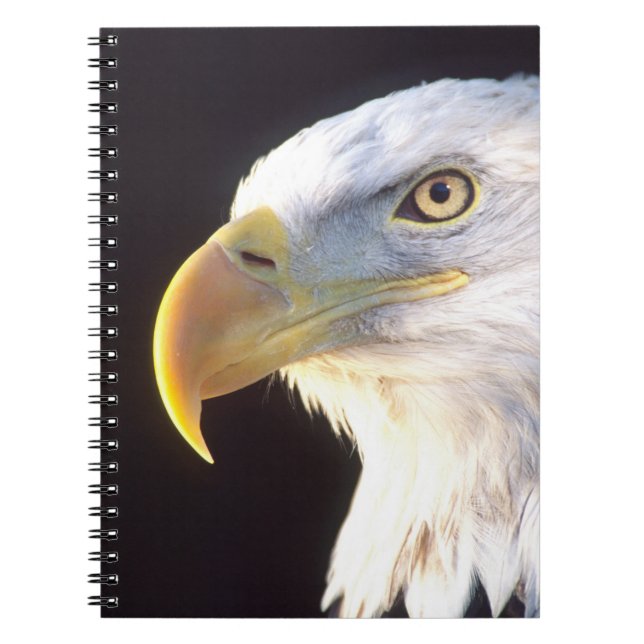 Carnet Portrait d'aigle royal, Haliaeetus leucocephalus, (Devant)