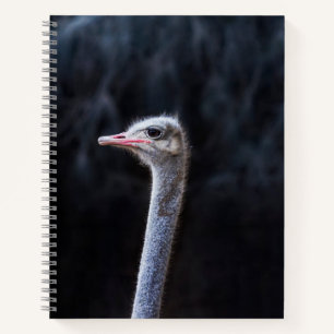 Carnet portrait d'autruche