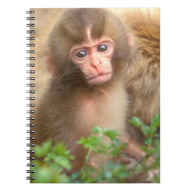 Carnet Portrait de bébé singe des neiges (Devant)