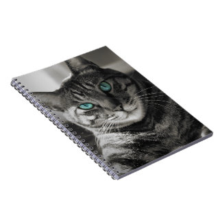 Carnet Portrait de chat tigré Sapphire Soul Silent Look S
