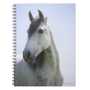 Carnet portrait de cheval blanc