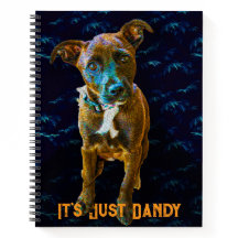 Portrait de chien pop art coloré — «C'est juste fo