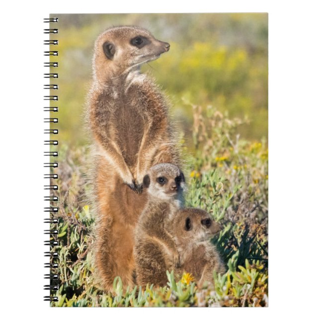 Carnet Portrait de famille de suricates (Devant)