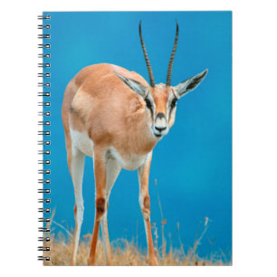 Carnet Portrait de femelle de gazelle de Grant (Gazella G