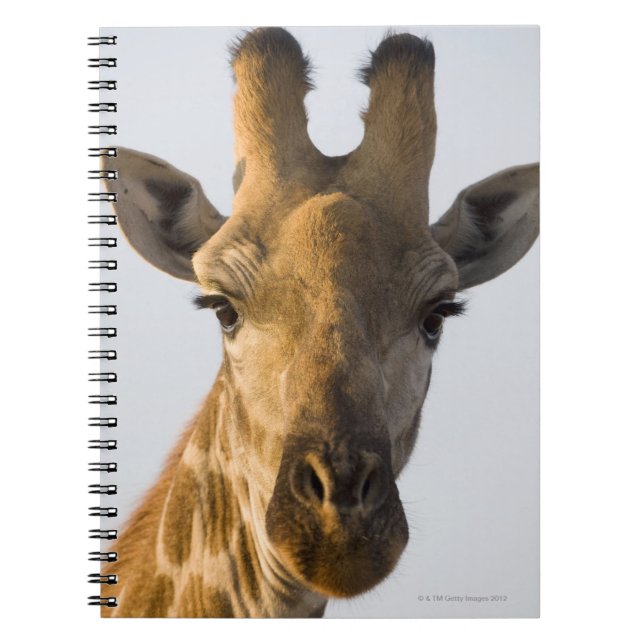 Carnet Portrait de Giraffe (Giraffa camelopardalis) (Devant)
