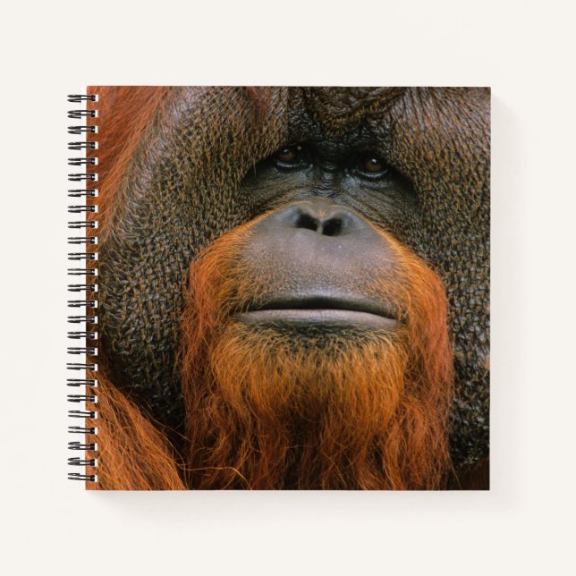Carnet Portrait de mâle orang-outan, Géorgie, États-Unis (Devant)