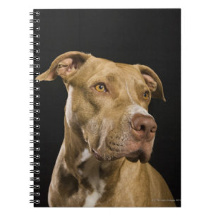 Carnet Portrait de pitbulle de nez rouge avec noir