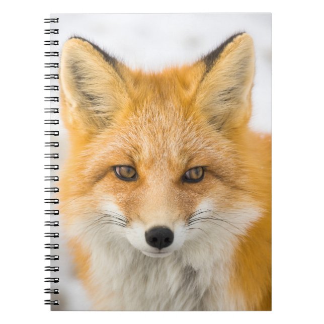 Carnet Portrait de renard roux (Devant)
