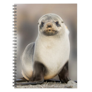Carnet Portrait de Seal Pup sur la plage