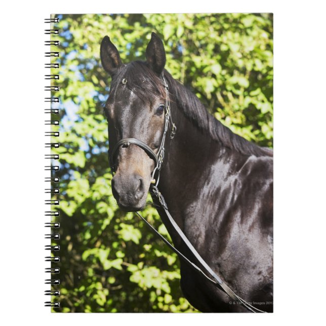 Carnet portrait du cheval brun 2 (Devant)