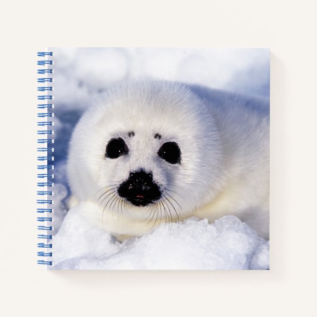 Carnet Portrait d'un bébé phoque de la banquise (Devant)