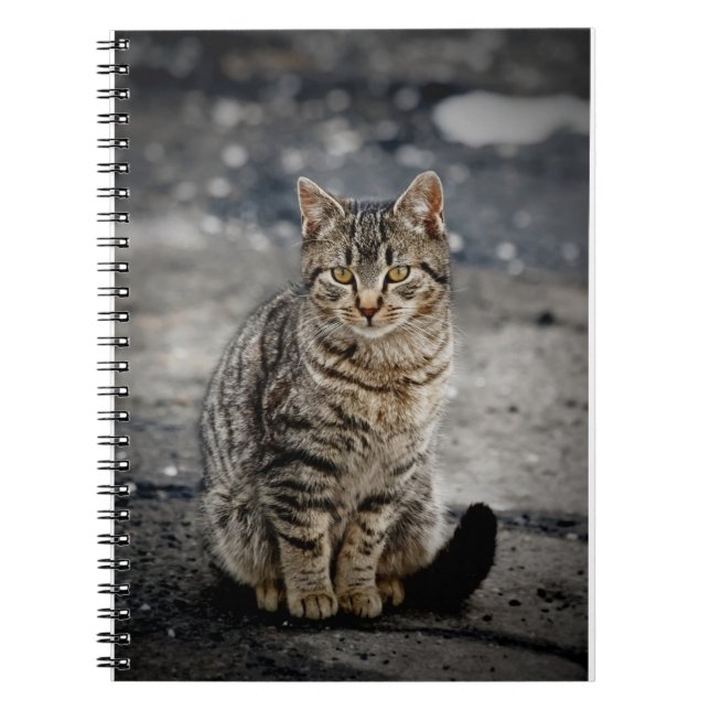 Carnet Portrait d'un chat (Devant)